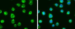 Anti-CD40 antibody used in Immunocytochemistry/ Immunofluorescence (ICC/IF). GTX101447