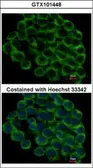 Anti-Hsp90 beta antibody used in Immunocytochemistry/ Immunofluorescence (ICC/IF). GTX101448
