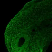 Anti-Hsp90 beta antibody used in IHC (Whole mount) (IHC-Wm). GTX101448