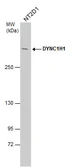 Anti-DYNC1H1 antibody used in Western Blot (WB). GTX101452