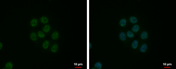 Anti-SFRS9 antibody used in Immunocytochemistry/ Immunofluorescence (ICC/IF). GTX101465