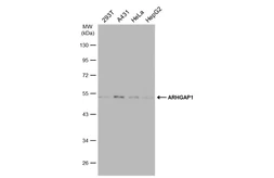 Anti-ARHGAP1 antibody [N1N3] used in Western Blot (WB). GTX101472
