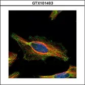 Anti-C21orf33 antibody used in Immunocytochemistry/ Immunofluorescence (ICC/IF). GTX101483