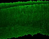 Anti-EIF4A2 antibody used in IHC (Whole mount) (IHC-Wm). GTX101484