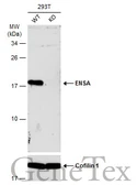 Anti-ENSA antibody used in Western Blot (WB). GTX101493