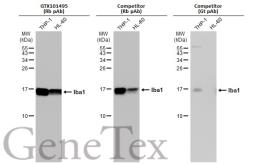 Anti-Iba1 antibody used in Western Blot (WB). GTX101495