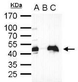 Anti-Oct4 antibody used in Immunoprecipitation (IP). GTX101497
