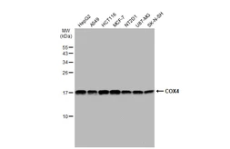 Anti-COX4 antibody used in Western Blot (WB). GTX101499