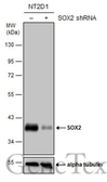 Anti-SOX2 antibody used in Western Blot (WB). GTX101506