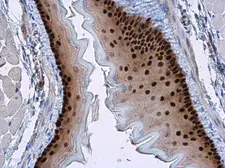 Anti-SOX2 antibody [N1C3] used in IHC (Paraffin sections) (IHC-P). GTX101507