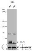 Anti-KLF4 antibody used in Western Blot (WB). GTX101509