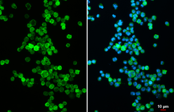 Anti-CD19 antibody [C1C3] used in Immunocytochemistry/ Immunofluorescence (ICC/IF). GTX101512