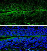 Anti-NSE antibody [N1C1] used in IHC (Frozen sections) (IHC-Fr). GTX101553