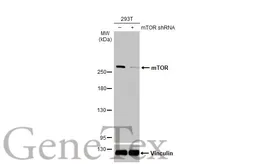 Anti-mTOR antibody [C3], C-term used in Western Blot (WB). GTX101557