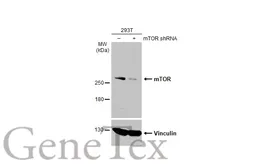 Anti-mTOR antibody [C3], C-term used in Western Blot (WB). GTX101557