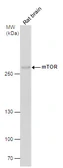 Anti-mTOR antibody [C1], Internal used in Western Blot (WB). GTX101558