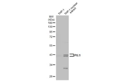 Anti-PU.1 antibody [N1C1] used in Western Blot (WB). GTX101581