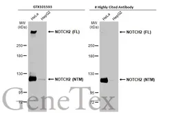 Anti-NOTCH2 antibody [C2], C-term used in Western Blot (WB). GTX101593