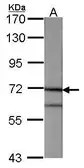 Anti-Annexin VI antibody [C2C3], C-term used in Western Blot (WB). GTX101604