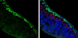 Anti-AChE antibody used in IHC (Frozen sections) (IHC-Fr). GTX101648