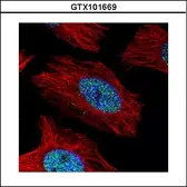 Anti-alpha Actinin 4 antibody [C2C3], C-term used in Immunocytochemistry/ Immunofluorescence (ICC/IF). GTX101669