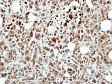 Anti-RING1 antibody [N1N3] used in IHC (Paraffin sections) (IHC-P). GTX101671