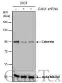 Anti-Calnexin antibody [N3C2], Internal used in Western Blot (WB). GTX101676