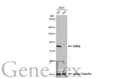 Anti-GRK2 antibody [C2C3], C-term used in Western Blot (WB). GTX101682