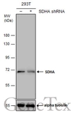 Anti-SDHA antibody used in Western Blot (WB). GTX101689