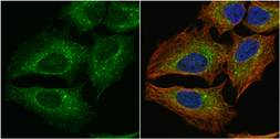 Anti-PGD antibody [N1N3] used in Immunocytochemistry/ Immunofluorescence (ICC/IF). GTX101703