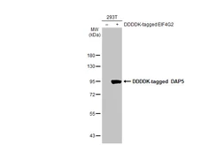 Anti-DAP5 antibody [C2C3], C-term used in Western Blot (WB). GTX101712
