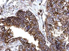 Anti-IFITM1 antibody used in IHC (Paraffin sections) (IHC-P). GTX101728