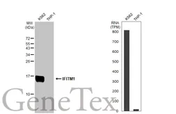 Anti-IFITM1 antibody used in Western Blot (WB). GTX101728