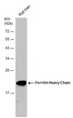 Anti-Ferritin Heavy Chain antibody [N1C3] used in Western Blot (WB). GTX101733