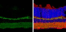 Anti-Contactin 1 antibody used in IHC (Frozen sections) (IHC-Fr). GTX101735