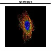 Anti-HGS antibody used in Immunocytochemistry/ Immunofluorescence (ICC/IF). GTX101738