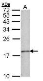 Anti-Histone H3.3 antibody used in Western Blot (WB). GTX101754
