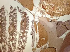 Anti-Creatine kinase (brain) antibody [N3C3] used in IHC (Paraffin sections) (IHC-P). GTX101760