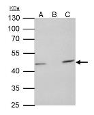 Anti-TUFM antibody [N3C3] used in Immunoprecipitation (IP). GTX101764