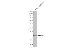 Anti-CD81 antibody used in Western Blot (WB). GTX101766