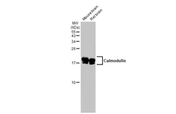 Anti-Calmodulin antibody used in Western Blot (WB). GTX101767