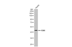 Anti-FEN1 antibody used in Western Blot (WB). GTX101777