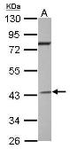 Anti-G protein alpha Inhibitor 2 antibody used in Western Blot (WB). GTX101779