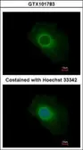 Anti-SERP1/2 antibody used in Immunocytochemistry/ Immunofluorescence (ICC/IF). GTX101783