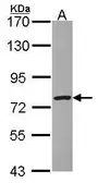 Anti-DREF antibody [N1N3] used in Western Blot (WB). GTX101793