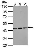 Anti-Actin Gamma 1 antibody used in Western Blot (WB). GTX101794