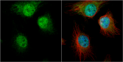 Anti-AUF1 antibody [N1C1] used in Immunocytochemistry/ Immunofluorescence (ICC/IF). GTX101813