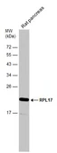 Anti-RPL17 antibody [N1C3] used in Western Blot (WB). GTX101831