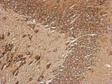 Anti-RPL29 antibody used in IHC (Paraffin sections) (IHC-P). GTX101833