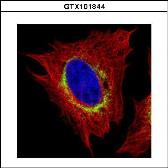 Anti-Ribosome binding protein 1 antibody [C3], C-term used in Immunocytochemistry/ Immunofluorescence (ICC/IF). GTX101844